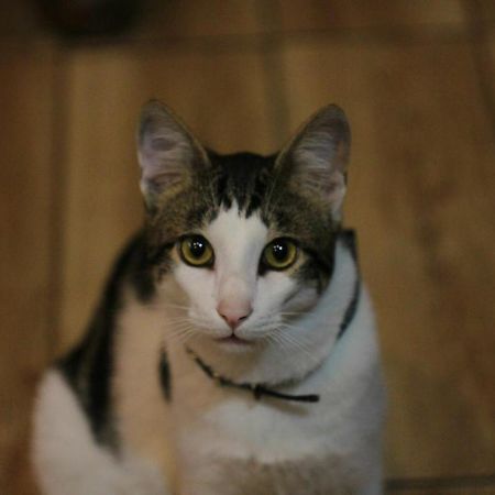 Everyday Cat Hostel Batumi Esterno foto