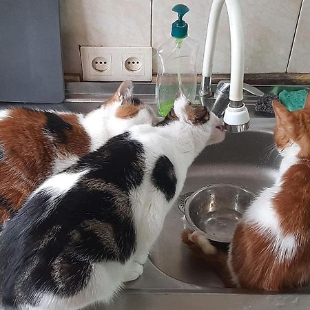 Everyday Cat Hostel Batumi Esterno foto
