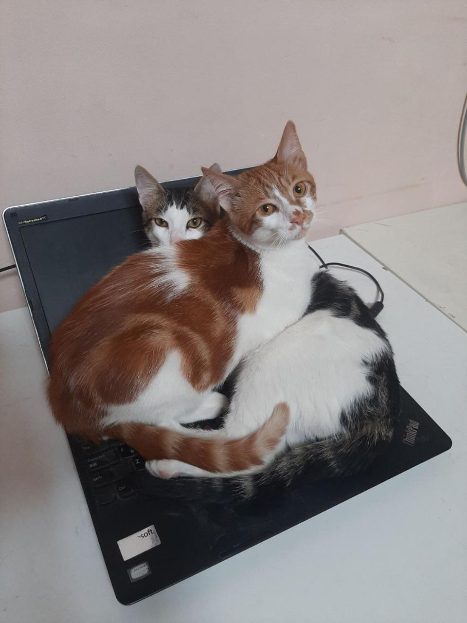 Everyday Cat Hostel Batumi Esterno foto