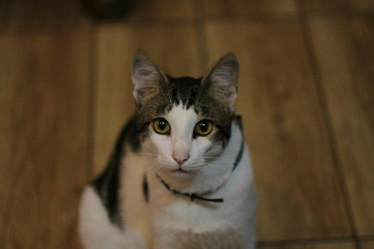Everyday Cat Hostel Batumi Esterno foto
