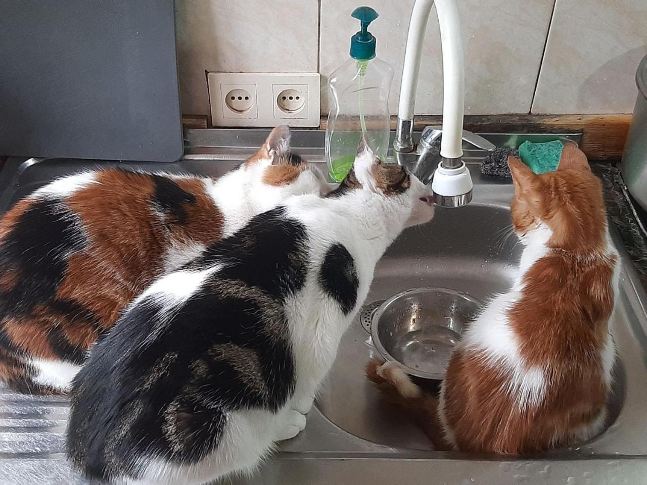 Everyday Cat Hostel Batumi Esterno foto