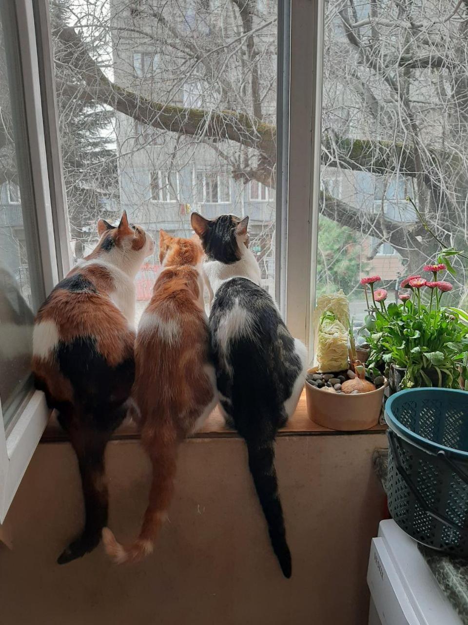 Everyday Cat Hostel Batumi Esterno foto