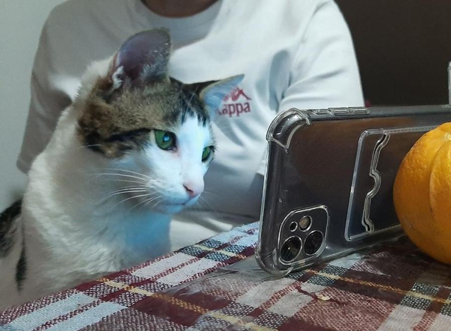 Everyday Cat Hostel Batumi Esterno foto