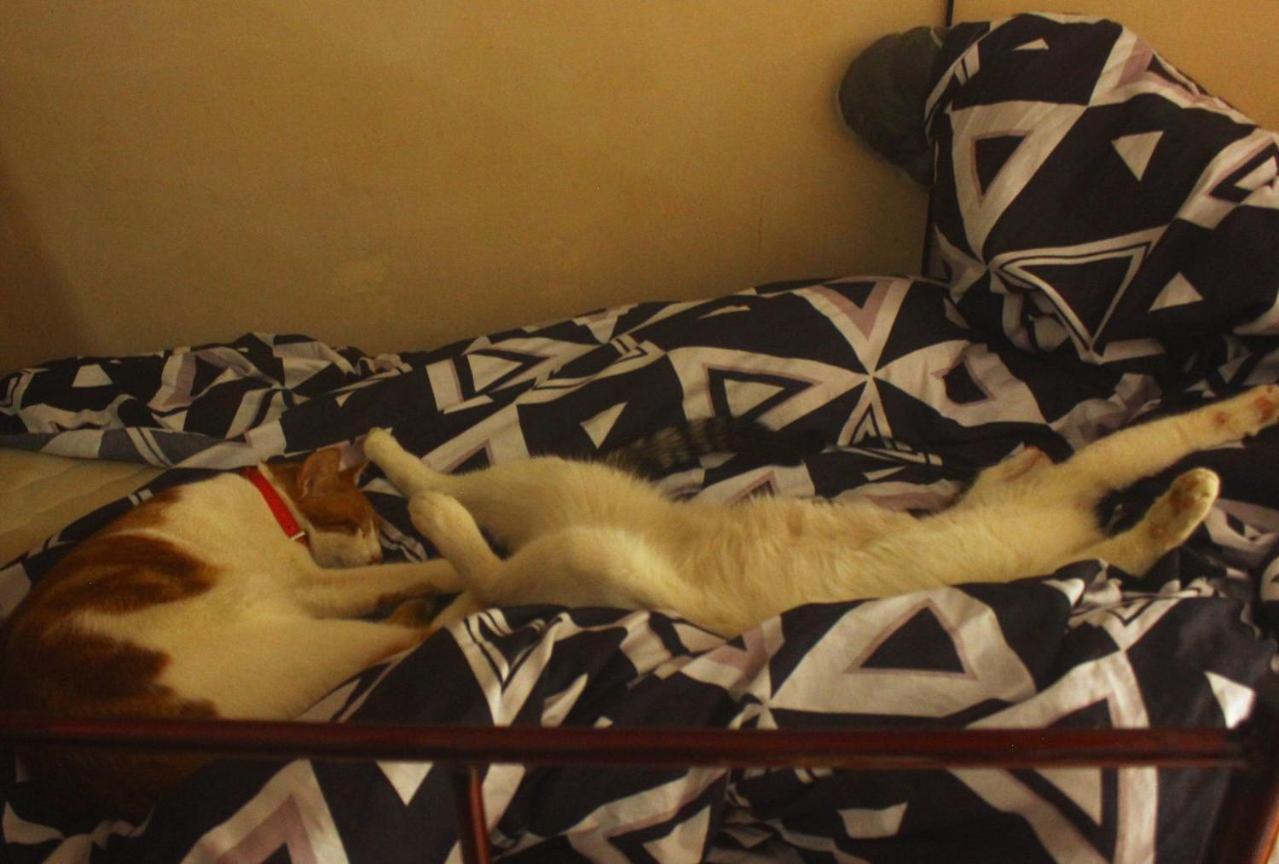 Everyday Cat Hostel Batumi Esterno foto
