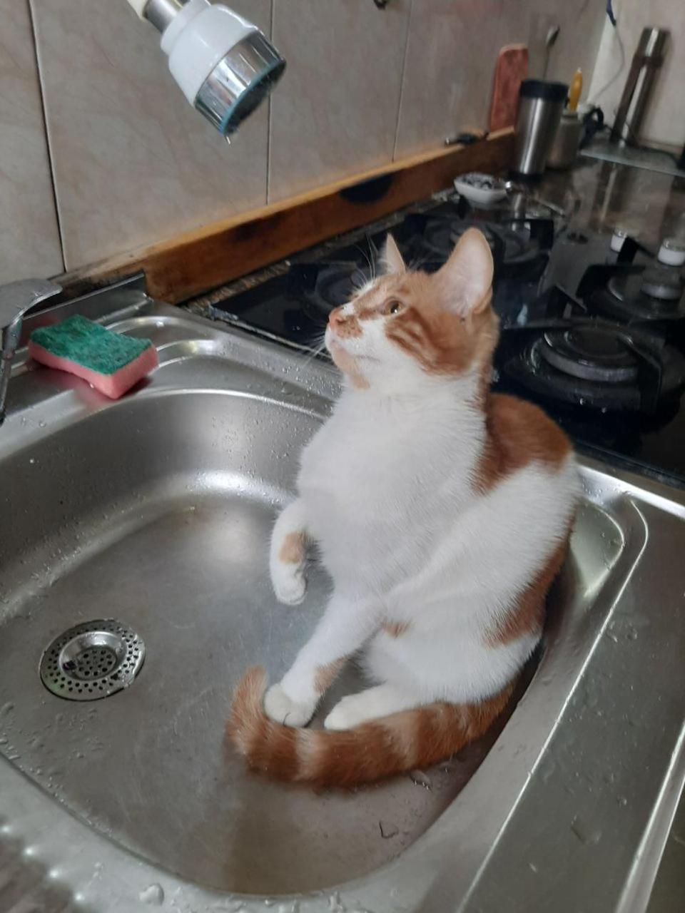 Everyday Cat Hostel Batumi Esterno foto