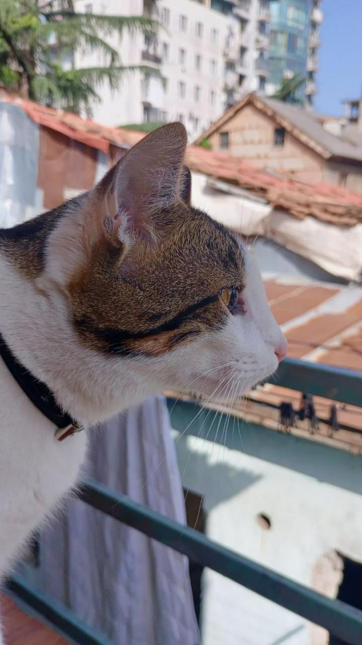 Everyday Cat Hostel Batumi Esterno foto